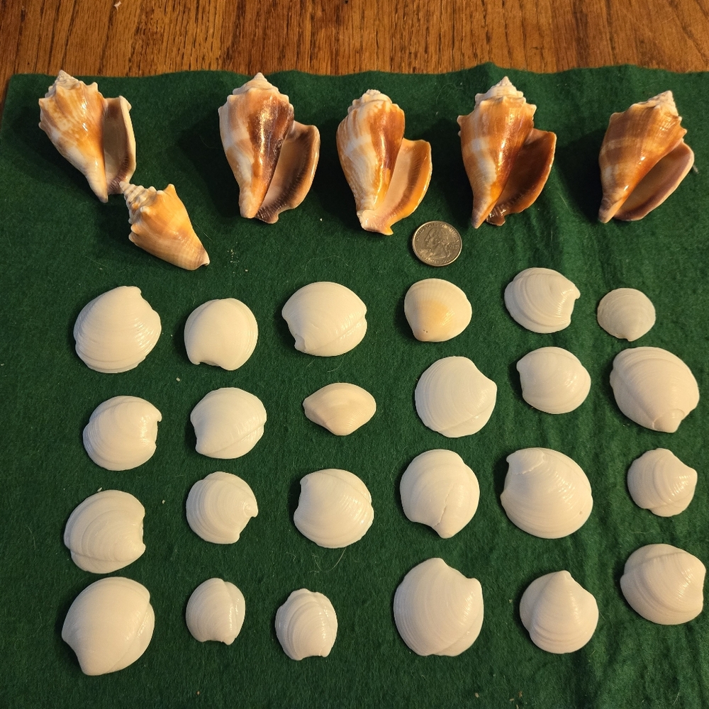 Lot of 30 Sea Shells 6 Conch 24 Clam White Shells 4 Crafts Aquarium & Terrarium